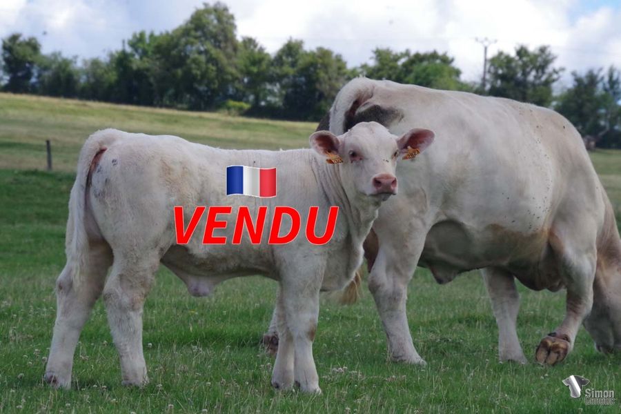 <b style="color:#FF0000">VENDU à M CORBIN Olivier (61 - France)</b><br /><b>TATIROMEY</b><br />Née le : 14/03/2022<br /><b>"À nouveau une descendante de VALROMEY que son ailleule ne renierait pas. Sa grand-mère paternelle BERGAMOTTE, illustrait la vidéo 2021 ( élevage Bernard Dessauny Youtube). Le croisement de deux lignées qui ont marquées nos 50 ans d'élevage: SYDNEY x LENTILLE."</b><br /><img src="https://www.simongenetic.com/wp-content/uploads/2021/01/icon-pdf.png" /> <a class="img-wrap-spe" href="https://www.simongenetic.com/wp-content/uploads/2022/07/tatiromeydes.pdf" target="_blank" rel="noopener">Pédigrée ici</a><br /><img src="https://www.simongenetic.com/wp-content/uploads/2021/02/icon-call.png" /> <a class="img-wrap-spe" href="https://www.simongenetic.com/contact?subject=tatiromey-dessauny" target="_blank" rel="noopener">Je veux être contacté par Simon Genetic</a><br />