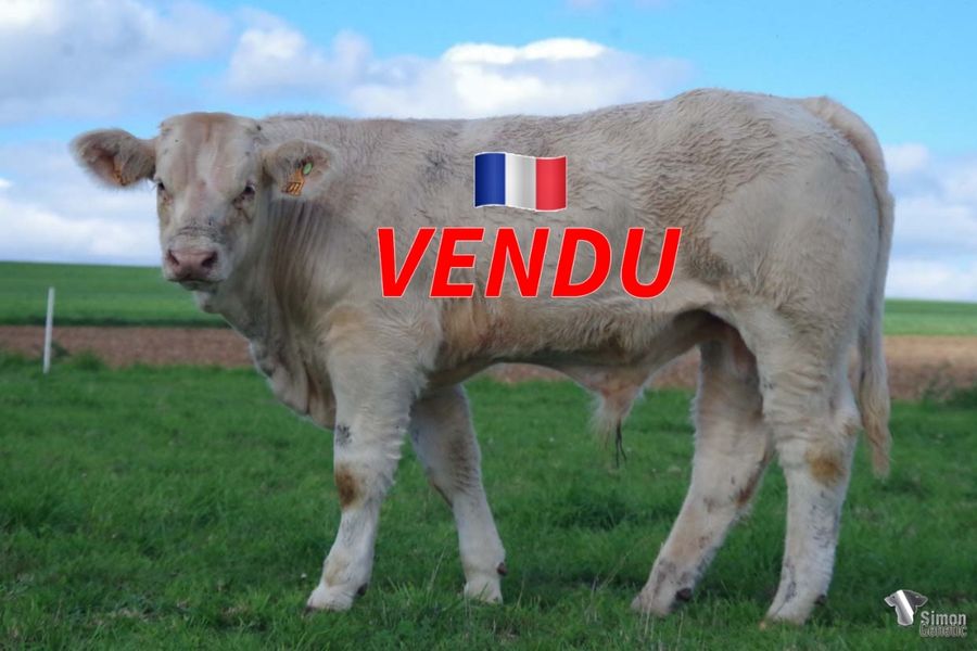 <b style="color:#FF0000">VENDU à l' EARL DU VENT DES MOISSONS (54 - France)</b><br />
<b>TE VOILA</b><br />Né le : 15/03/2022<br /><b>"Un veau de classe qui présente de très belles lignes avec beaucoup de race, un très bon croisement ici: la lignée LOISIR avec une mère très laitière!"</b><br />"A stylish calf with very nice lines and breed characters from a very interesting cross: LOISIR bloodline with a very milky dam here!"<br /><i>"Un ternero con clase, con líneas hermosas y mucha raza proveniente de un cruce muy interesante: ¡linaje LOISIR con una madre muy lechera!"</i><br />"Un vitello proveniente da un bell'incrocio: origine LOISIR con una madre dalle ottime qualità materne. Elegante, dalle linee armoniose e ben razzato."<br /><img src="https://www.simongenetic.com/wp-content/uploads/2021/01/icon-pdf.png" /> <a class="img-wrap-spe" href="https://www.simongenetic.com/wp-content/uploads/2022/09/tevoilafroi.pdf" target="_blank" rel="noopener">Pédigrée ici</a><br /><img src="https://www.simongenetic.com/wp-content/uploads/2021/02/icon-call.png" /> <a class="img-wrap-spe" href="https://www.simongenetic.com/contact?subject=TE VOILA-FROIDUROT" target="_blank" rel="noopener">Je veux être contacté par Simon Genetic</a><br />