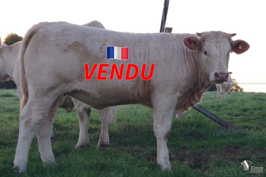 <b style="color:#FF0000">VENDU en Haute-Saone (70 - France)</b><br /><b>THEBES</b><br />Née le : 26/12/2021<br /><b>"Une belle laitonne de MICHOU SC développante et bien équilibrée!"</b><br />"A very nice and promising MICHOU SC daughter!"<br /><i>"¡Una muy bonita hija de MICHOU SC con mucho futuro!"</i><br />"Una graziosa vitella figlia di MICHOU SC con molto sviluppo e un ottimo equilibrio nelle sue forme!"<br /><img src="https://www.simongenetic.com/wp-content/uploads/2021/01/icon-pdf.png" /> <a class="img-wrap-spe" href="https://www.simongenetic.com/wp-content/uploads/2022/09/thebesman.pdf" target="_blank" rel="noopener">Pédigrée ici</a><br /><img src="https://www.simongenetic.com/wp-content/uploads/2021/02/icon-call.png" /> <a class="img-wrap-spe" href="https://www.simongenetic.com/contact?subject=THEBES-MANIERE" target="_blank" rel="noopener">Je veux être contacté par Simon Genetic</a><br />