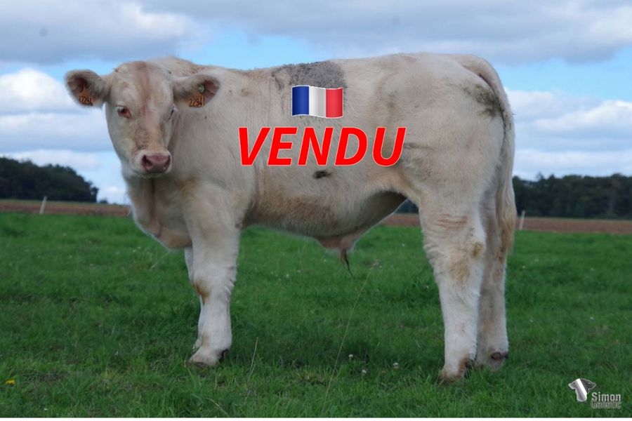 <b style="color:#FF0000">VENDU à l' EARL Du Mont Brogny (71 - France)</b><br /><b>THE KING</b><br />Né le : 15/04/2022<br /><b>"Un très jeune produit bien conformé de la lignée LOISIR avec la souche maternelle de TOMATE!"</b><br />"A very well balanced type out of LOISIR bloodline and the maternal family of TOMATE!"<br /><i>"¡Un ternero muy conformado que proviene del linaje LOISIR y de una madre desciéndete de TOMATE!"</i><br />"Un giovane vitello ben conformato con alle spalle la linea di sangue LOISIR e, dalla parte di madre, un'origine TOMATE!"<br /><img src="https://www.simongenetic.com/wp-content/uploads/2021/01/icon-pdf.png" /> <a class="img-wrap-spe" href="https://www.simongenetic.com/wp-content/uploads/2022/09/thekingfroi.pdf" target="_blank" rel="noopener">Pédigrée ici</a><br /><img src="https://www.simongenetic.com/wp-content/uploads/2021/02/icon-call.png" /> <a class="img-wrap-spe" href="https://www.simongenetic.com/contact?subject=THE KING-FROIDUROT" target="_blank" rel="noopener">Je veux être contacté par Simon Genetic</a><br />