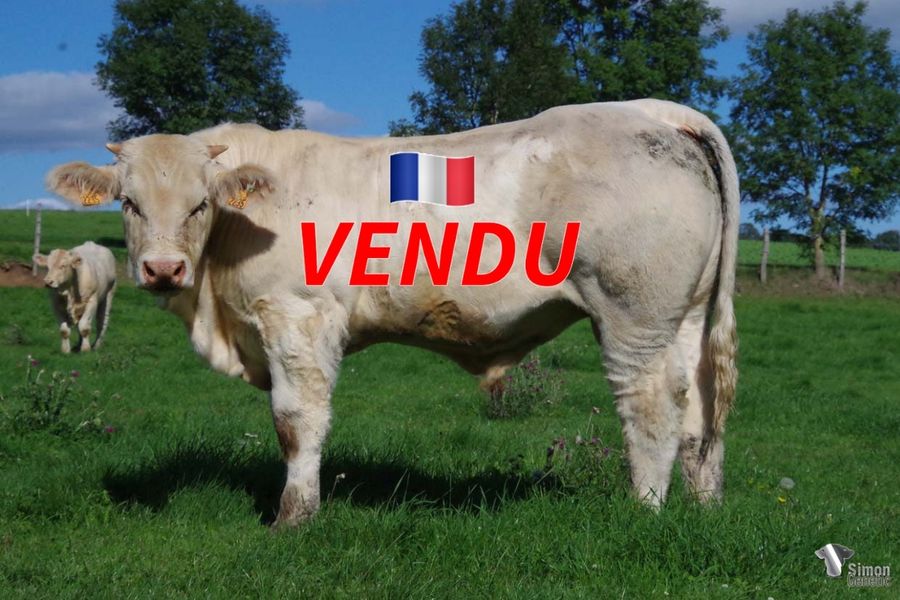 <b style="color:#FF0000">VENDU au GAEC CLUZEL-HEURTIER, GAEC ASTRE et GAEC GARDE MAZET CHAFFRAIX (63 - France)</b><br />
<b>THOR</b><br />Né le : 23/12/2021<br /><b>"Beaucoup de corps et de la finesse malgré tout pour ce veau long et puissant issu d'un cumul de sangs forts: NIDAMOUR sur EMPEREUR!"</b><br />"A huge morphology for this very long calf out of NIDAMOUR and EMPEREUR bloodlines!"<br /><i>"Un ternero largo, potente, conformado y muy fino con fuertes linajes: ¡NIDAMOUR sobre EMPEREUR!"</i><br />"Un vitello lungo e potente, conformato e molto fine allo stesso tempo con origini forti: NIDAMOUR su EMPEREUR!"<br /><img src="https://www.simongenetic.com/wp-content/uploads/2021/01/icon-pdf.png" /> <a class="img-wrap-spe" href="https://www.simongenetic.com/wp-content/uploads/2022/09/thorfroi.pdf" target="_blank" rel="noopener">Pédigrée ici</a><br /><img src="https://www.simongenetic.com/wp-content/uploads/2021/02/icon-call.png" /> <a class="img-wrap-spe" href="https://www.simongenetic.com/contact?subject=THOR-FROIDUROT" target="_blank" rel="noopener">Je veux être contacté par Simon Genetic</a><br />