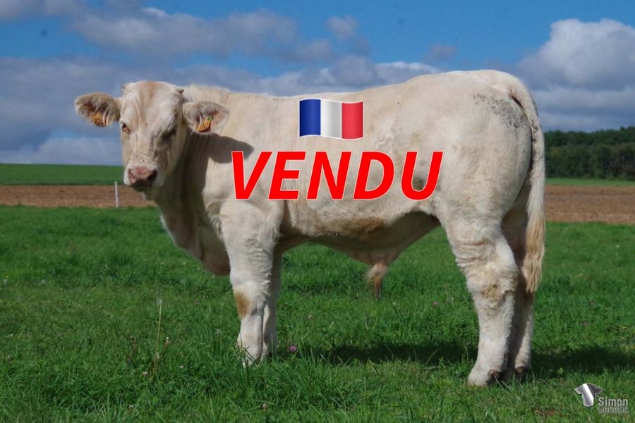 <b style="color:#FF0000">VENDU à M. BRUNET Jean-Luc (21 - France)</b><br /><b>TIBETAIN</b><br />Né le : 27/01/2022<br /><b>"PETRUS sur EMPEREUR: un croisement qui fonctionne!"</b><br />"PETRUS with EMPEREUR: a proven cross!"<br /><i>"PETRUS sobre EMPEREUR: ¡un cruce exitoso!"</i><br />"PETRUS su EMPEREUR: un incrocio di successo!"<br /><img src="https://www.simongenetic.com/wp-content/uploads/2021/01/icon-pdf.png" /> <a class="img-wrap-spe" href="https://www.simongenetic.com/wp-content/uploads/2022/09/tibetainfroi.pdf" target="_blank" rel="noopener">Pédigrée ici</a><br /><img src="https://www.simongenetic.com/wp-content/uploads/2021/02/icon-call.png" /> <a class="img-wrap-spe" href="https://www.simongenetic.com/contact?subject=TIBETAIN-FROIDUROT" target="_blank" rel="noopener">Je veux être contacté par Simon Genetic</a><br />