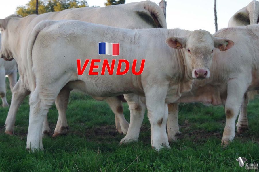 <b style="color:#FF0000">VENDU au GAEC DE LA TOUCHE NEUVE (79 - France)</b><br /><b>TIFFANY</b><br />Née le : 12/03/2022<br /><b>"Une laitonne homozygote sans-cornes très racée issue de transplantation embryonnaire, la même souche maternelle que MINERVE!"</b><br />"An homozygous polled heifer full of breed characters out of embryo transfer: the same maternal line than MINERVE!"<br /><i>"Una novilla homocigótica sin cuernos llena de raza, proveniente de una transferencia de embriones: ¡el mismo linaje materno que MINERVE!"</i><br />"Una giovane vitella senza corna ben razzata, proveniente da un trapianto embrionale e con la stessa origine materna di MINERVE!"<br /><img src="https://www.simongenetic.com/wp-content/uploads/2021/01/icon-pdf.png" /> <a class="img-wrap-spe" href="https://www.simongenetic.com/wp-content/uploads/2022/09/tiffanyman.pdf" target="_blank" rel="noopener">Pédigrée ici</a><br /><img src="https://www.simongenetic.com/wp-content/uploads/2021/02/icon-call.png" /> <a class="img-wrap-spe" href="https://www.simongenetic.com/contact?subject=TIFFANY-MANIERE" target="_blank" rel="noopener">Je veux être contacté par Simon Genetic</a><br />