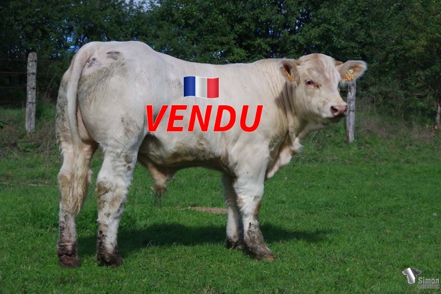 <b style="color:#FF0000">VENDU au GAEC De La Madeleine (71 - France)</b><br /><b>TIGRE</b><br />Né le : 15/12/2021<br /><b>"Un cumul de très forts potentiels: POKER, JURA ou encore ESPOIR!"</b><br />"Very high potential bloodlines: POKER, JURA or ESPOIR!"<br /><i>"Una combinación con gran potencial: ¡POKER, JURA o incluso ESPOIR!"</i><br />"Una combinazione ad alto potenziale: POKER, JURA o ancora ESPOIR!"<br /><img src="https://www.simongenetic.com/wp-content/uploads/2021/01/icon-pdf.png" /> <a class="img-wrap-spe" href="https://www.simongenetic.com/wp-content/uploads/2022/09/tigrefroi.pdf" target="_blank" rel="noopener">Pédigrée ici</a><br /><img src="https://www.simongenetic.com/wp-content/uploads/2021/02/icon-call.png" /> <a class="img-wrap-spe" href="https://www.simongenetic.com/contact?subject=TIGRE-FROIDUROT" target="_blank" rel="noopener">Je veux être contacté par Simon Genetic</a><br />