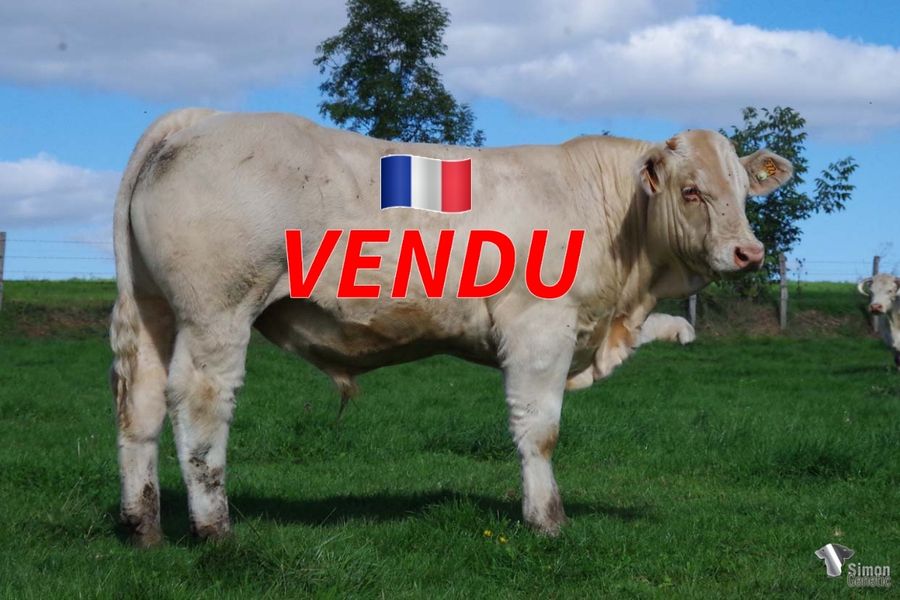 <b style="color:#FF0000">VENDU au GAEC GARNIER D et C (21 - France)</b><br /><b>TITAN</b><br />Né le : 25/12/2021<br /><b>"Un très joli PETRUS qui présente de très belles lignes!"</b><br />"A great PETRUS son with nice lines!"<br /><i>"¡Un gran hijo de PETRUS con bonitas líneas!"</i><br />"Un bel figlio di PETRUS dalle linee armoniose!"<br /><img src="https://www.simongenetic.com/wp-content/uploads/2021/01/icon-pdf.png" /> <a class="img-wrap-spe" href="https://www.simongenetic.com/wp-content/uploads/2022/09/titanfroi.pdf" target="_blank" rel="noopener">Pédigrée ici</a><br /><img src="https://www.simongenetic.com/wp-content/uploads/2021/02/icon-call.png" /> <a class="img-wrap-spe" href="https://www.simongenetic.com/contact?subject=TITAN-FROIDUROT" target="_blank" rel="noopener">Je veux être contacté par Simon Genetic</a><br />