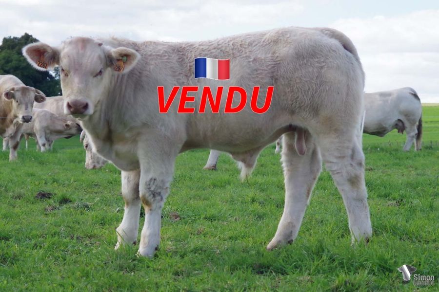 <b style="color:#FF0000">VENDU au GAEC De La Ferme De La Flacelière (21 - France)</b><br /><b>TIT ANGE</b><br />Né le : 11/04/2022<br /><b>"Un cumul de sangs très forts particulièrement intéressants, le croisement des familles TOP MODELE, TOISON ou encore FANNY! 3 générations de vaches RR4S ici."</b><br />"A mix of very interesting breeder maternal bloodlines: TOPMODELE, TOISON or FANNY! 3 RR4S generations!"<br /><i>"Una combinación de linajes maternos muy interesante: TOPMODELE, TOISON o FANNY. ¡3 generaciones RR4S!"</i><br />"Una combinazione di linee di sangue particolarmente interessante a monte di questo incrocio TOP MODELE, TOISON o ancora FANNY. Tre generazioni di vacche RR4S!"<br /><img src="https://www.simongenetic.com/wp-content/uploads/2021/01/icon-pdf.png" /> <a class="img-wrap-spe" href="https://www.simongenetic.com/wp-content/uploads/2022/09/titangefroi.pdf" target="_blank" rel="noopener">Pédigrée ici</a><br /><img src="https://www.simongenetic.com/wp-content/uploads/2021/02/icon-call.png" /> <a class="img-wrap-spe" href="https://www.simongenetic.com/contact?subject=TIT ANGE-FROIDUROT" target="_blank" rel="noopener">Je veux être contacté par Simon Genetic</a><br />