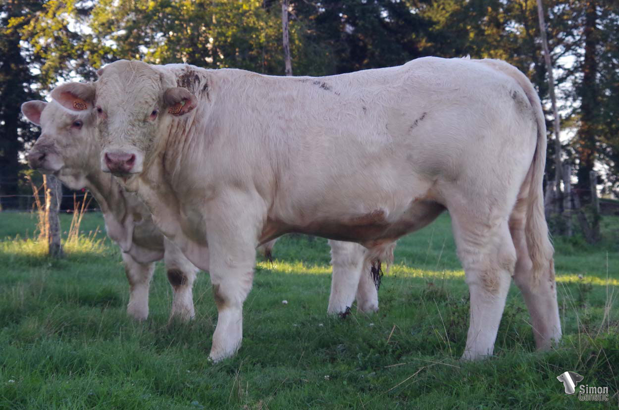 <b>TITELIVE</b><br />Né le : 14/12/2021<br /><b>"Un veau puissant et très racé!"</b><br />"A very powerful calf with breed characters!"<br /><i>"¡Un ternero potenete y con mucha raza!"</i><br />"Un vitello potente e razzato!"<br /><img src="https://www.simongenetic.com/wp-content/uploads/2021/01/icon-pdf.png" /> <a class="img-wrap-spe" href="https://www.simongenetic.com/wp-content/uploads/2022/09/titeliveman.pdf" target="_blank" rel="noopener">Pédigrée ici</a><br /><img src="https://www.simongenetic.com/wp-content/uploads/2021/02/icon-call.png" /> <a class="img-wrap-spe" href="https://www.simongenetic.com/contact?subject=TITELIVE-MANIERE" target="_blank" rel="noopener">Je veux être contacté par Simon Genetic</a><br />