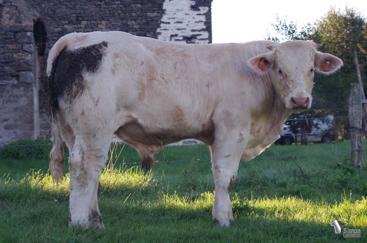 <b>TITIEN</b><br />Né le : 14/12/2021<br /><b>"Un veau puissant et très racé!"</b><br />"A very powerful calf with breed characters!"<br /><i>"¡Un ternero potenete y con mucha raza!"</i><br />"Un vitello potente e razzato!"<br /><img src="https://www.simongenetic.com/wp-content/uploads/2021/01/icon-pdf.png" /> <a class="img-wrap-spe" href="https://www.simongenetic.com/wp-content/uploads/2022/09/titeliveman.pdf" target="_blank" rel="noopener">Pédigrée ici</a><br /><img src="https://www.simongenetic.com/wp-content/uploads/2021/02/icon-call.png" /> <a class="img-wrap-spe" href="https://www.simongenetic.com/contact?subject=TITIEN-MANIERE" target="_blank" rel="noopener">Je veux être contacté par Simon Genetic</a><br />