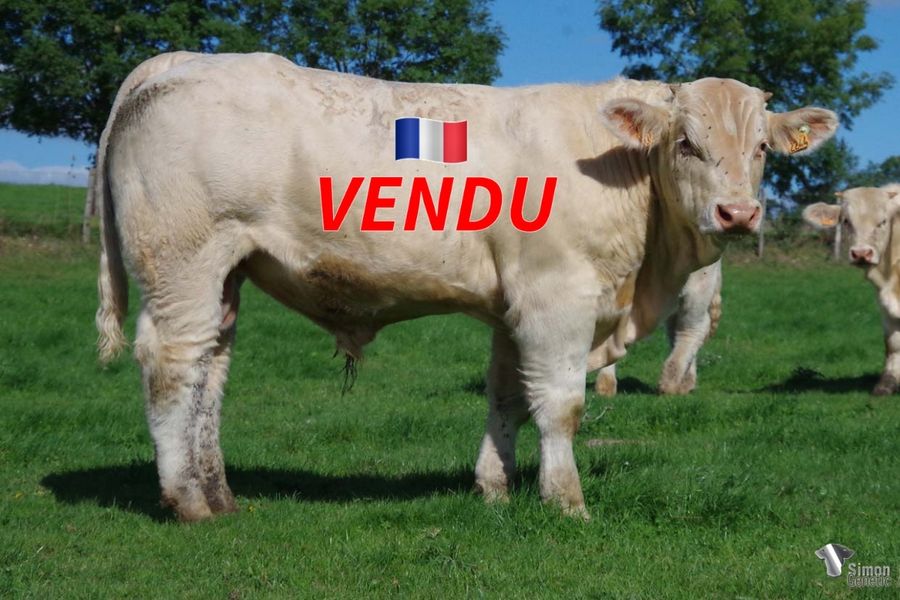 <b style="color:#FF0000">VENDU au GAEC VACHER S et P (71 - France)</b><br /><b>TOISON DOR</b><br />Né le : 01/01/2022<br /><b>"Un NIDAMOUR doté d'un super dessus et de beaucoup d'envergure avec lignée IMPERIAL non moins intéressante!"</b><br />"A NIDAMOUR with a super back and a great natural presence (IMPERIAL maternal bloodline)!"<br /><i>"¡Un hijo de NIDAMOUR con linajes maternos IMPERIALES y una excelente línea lumbar!"</i><br />"Un figlio di NIDAMOUR con origini materne IMPERIAL e con un'eccellente linea dorso-lombare!"<br /><img src="https://www.simongenetic.com/wp-content/uploads/2021/01/icon-pdf.png" /> <a class="img-wrap-spe" href="https://www.simongenetic.com/wp-content/uploads/2022/09/toisondorfroi.pdf" target="_blank" rel="noopener">Pédigrée ici</a><br /><img src="https://www.simongenetic.com/wp-content/uploads/2021/02/icon-call.png" /> <a class="img-wrap-spe" href="https://www.simongenetic.com/contact?subject=TOISON DOR-FROIDUROT" target="_blank" rel="noopener">Je veux être contacté par Simon Genetic</a><br />