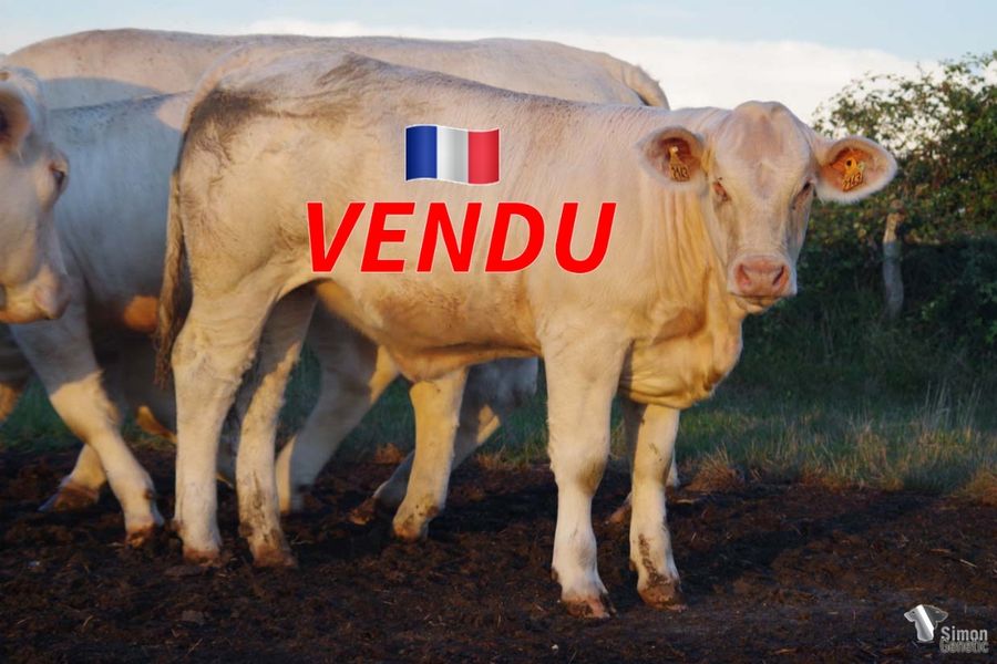 <b style="color:#FF0000">VENDUE à M. BRUNIER Romain (23 - France)</b><br />
<b>TOITURE</b><br />Née le : 28/1/2022<br /><b>"Une femelle sans-cornes lourde et puissante à l'image de sa bonne mère très carrée avec le très bon NINAS!"</b><br />"The same power than her very good dam with the famous NINAS!"<br /><i>"¡Una ternera con la misma potencia que su muy buena madre con el excelente NINAS!"</i><br />"Una femmina senza corna potente e pesante ad immagine di sua madre, un'ottima vacca ben quadrata, e l'eccezionale NINAS!"<br /><img src="https://www.simongenetic.com/wp-content/uploads/2021/01/icon-pdf.png" /> <a class="img-wrap-spe" href="https://www.simongenetic.com/wp-content/uploads/2022/10/toiturelagnewped.pdf.pdf" target="_blank" rel="noopener">Pédigrée ici</a><br /><img src="https://www.simongenetic.com/wp-content/uploads/2021/02/icon-call.png" /> <a class="img-wrap-spe" href="https://www.simongenetic.com/contact?subject=TOITURE-LAGAUDRIERE" target="_blank" rel="noopener">Je veux être contacté par Simon Genetic</a><br />