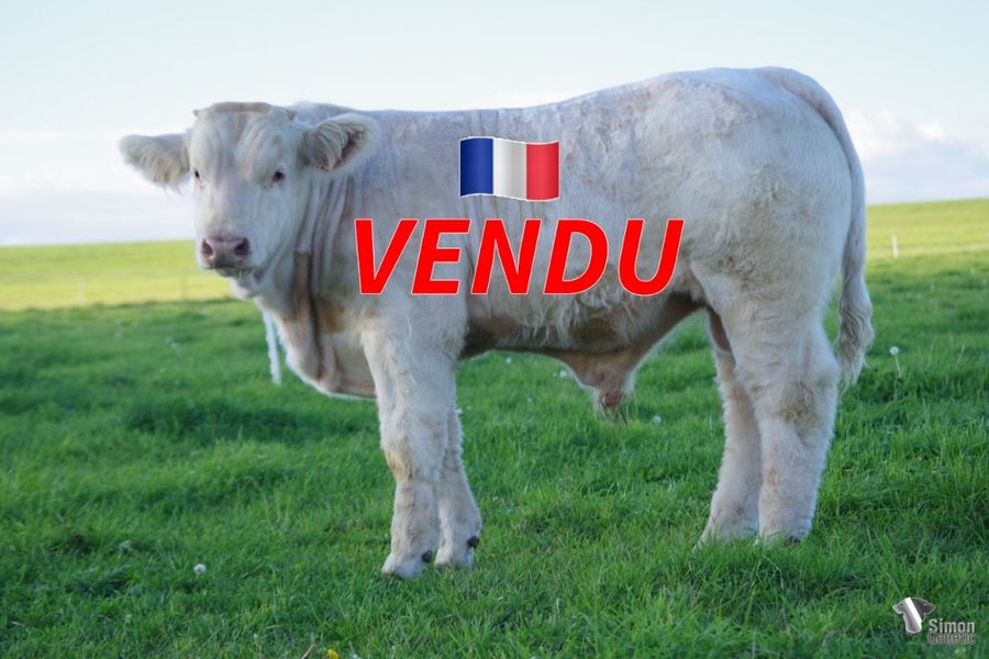 <b style="color:#FF0000">VENDU au GAEC DE CHAUX (71 - France)</b><br />
<b>TOPAZE</b><br />Né le : 08/04/2022<br /><b>"Un chic d'enfer pour ce jeune veau très puissant et prometteur!"</b><br />"A very young promising and powerful calf full of style!"<br /><i>"¡Un ternero muy joven, prometedor y potente, lleno de clase!"</i><br />"Davvero una bella sorpresa questo vitello potente e dal roseo futuro!"<br /><img src="https://www.simongenetic.com/wp-content/uploads/2021/01/icon-pdf.png" /> <a class="img-wrap-spe" href="https://www.simongenetic.com/wp-content/uploads/2022/09/topazefroi.pdf" target="_blank" rel="noopener">Pédigrée ici</a><br /><img src="https://www.simongenetic.com/wp-content/uploads/2021/02/icon-call.png" /> <a class="img-wrap-spe" href="https://www.simongenetic.com/contact?subject=TOPAZE-FROIDUROT" target="_blank" rel="noopener">Je veux être contacté par Simon Genetic</a><br />