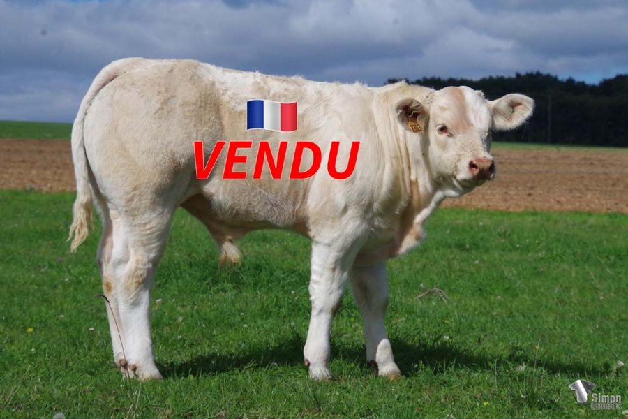 <b style="color:#FF0000">VENDU à l' EARL LOREAU Vincent (71 - France)</b><br /><b>TORERO</b><br />Né le : 25/05/2022<br /><b>"Un grain de viande marqué et de la race pour ce très jeune fils de NIDAMOUR sur les lignée PACHA ou encore PEDRO!"</b><br />"NIDAMOUR with PACHA and PEDRO bloodlines: a very young calf with great beef and breed characters!"<br /><i>"NIDAMOUR con linaje PACHA y PEDRO: ¡un ternero muy joven con carne y mucha raza!"</i><br />"Un figlio di NIDAMOUR, con alle spalle PACHA e PEDRO, ben razzato e con della carne!"<br /><img src="https://www.simongenetic.com/wp-content/uploads/2021/01/icon-pdf.png" /> <a class="img-wrap-spe" href="https://www.simongenetic.com/wp-content/uploads/2022/09/torerofroi.pdf" target="_blank" rel="noopener">Pédigrée ici</a><br /><img src="https://www.simongenetic.com/wp-content/uploads/2021/02/icon-call.png" /> <a class="img-wrap-spe" href="https://www.simongenetic.com/contact?subject=TORERO-FROIDUROT" target="_blank" rel="noopener">Je veux être contacté par Simon Genetic</a><br />