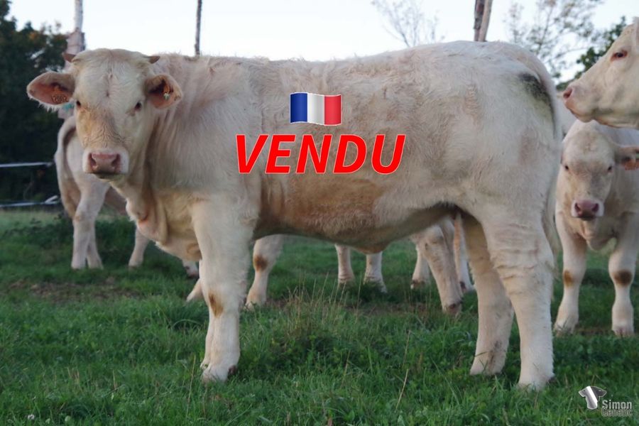 <b style="color:#FF0000">VENDU en Haute-Saone (70 - France)</b><br /><b>TOSCANE</b><br />Née le : 08/12/2021<br /><b>"Une très belle laitonne aux origines prestigieuses: le très bon SANTIAGO avec OPHELIE-JENNIE-DOROTHEE!"</b><br />"A very nice heifer from prestigious bloodlines: SANTIAGO with OPHELIE-JENNIE-DOROTHEE maternal line!"<br /><i>"Una novilla muy bonita proveniente de un linaje muy prestigioso: ¡SANTIAGO con el linaje materno OPHELIE-JENNIE-DOROTHEE!"</i><br />"Una bella vitella dalle origini prestigiose: il buon SANTIAGO con OPHELIE-JENNIE-DOROTHEE!"<br /><img src="https://www.simongenetic.com/wp-content/uploads/2021/01/icon-pdf.png" /> <a class="img-wrap-spe" href="https://www.simongenetic.com/wp-content/uploads/2022/09/toscaneman.pdf" target="_blank" rel="noopener">Pédigrée ici</a><br /><img src="https://www.simongenetic.com/wp-content/uploads/2021/02/icon-call.png" /> <a class="img-wrap-spe" href="https://www.simongenetic.com/contact?subject=TOSCANE-MANIERE" target="_blank" rel="noopener">Je veux être contacté par Simon Genetic</a><br />