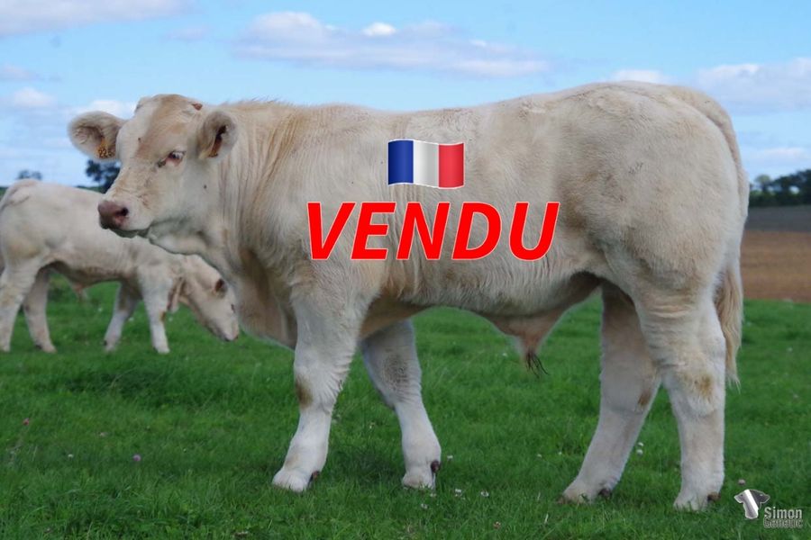 <b style="color:#FF0000">VENDU au GAEC CADOUX (89 - France)</b><br />
<b>TOUTANKMON</b><br />Né le : 02/04/2022<br /><b>"Un tout jeune veau de la lignée LOISIR sur des origines à la fois puissantes et maternelles!"</b><br />"A very young calf out of LOISIR bloodline!"<br /><i>"¡Un joven ternero con linaje LOISIR sobre línajes maternos potentes y lecheros!"</i><br />"Un giovane vitello con origini LOISIR su delle linee di sangue materne potenti e lattifere!"<br /><img src="https://www.simongenetic.com/wp-content/uploads/2021/01/icon-pdf.png" /> <a class="img-wrap-spe" href="https://www.simongenetic.com/wp-content/uploads/2022/09/toutankmonfroi.pdf" target="_blank" rel="noopener">Pédigrée ici</a><br /><img src="https://www.simongenetic.com/wp-content/uploads/2021/02/icon-call.png" /> <a class="img-wrap-spe" href="https://www.simongenetic.com/contact?subject=TOUTANKMON-FROIDUROT" target="_blank" rel="noopener">Je veux être contacté par Simon Genetic</a><br />