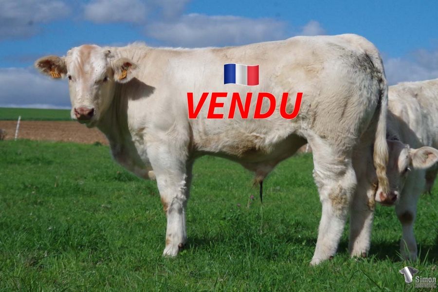 <b style="color:#FF0000">VENDU à l' EARL PELLETIER Jean-François (71 - France)</b><br /><b>TROUBADOUR</b><br />Né le : 29/03/2022<br /><b>"Un jeune veau d'envergure avec des longueurs et un bon grain de viande: un vrai PETRUS!"</b><br />"A great natural presence for this PETRUS son: length and beef characters!"<br /><i>"Un ternero largo y muy natural, con mucha carne: ¡un verdadero PETRUS!"</i><br />"Un giovane vitello molto naturale, lungo con carne: un vero PETRUS!"<br /><img src="https://www.simongenetic.com/wp-content/uploads/2021/01/icon-pdf.png" /> <a class="img-wrap-spe" href="https://www.simongenetic.com/wp-content/uploads/2022/09/troubadourfroi.pdf" target="_blank" rel="noopener">Pédigrée ici</a><br /><img src="https://www.simongenetic.com/wp-content/uploads/2021/02/icon-call.png" /> <a class="img-wrap-spe" href="https://www.simongenetic.com/contact?subject=TROUBADOUR-FROIDUROT" target="_blank" rel="noopener">Je veux être contacté par Simon Genetic</a><br />