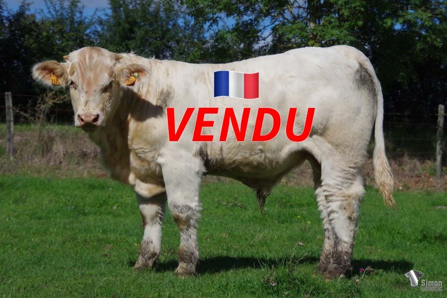 <b style="color:#FF0000">VENDU au GAEC MOURON Frères (58 - France)</b><br /><b>TULLAMORE</b><br />Né le : 02/01/2022<br /><b>"Un très gros POKER plein de potentiel issu d'une lignée mère très bien qualifiée issue des famille d'ARISTOCHAT!"</b><br />"A huge POKER son full of potential with a very well qualified maternal bloodline (ARISTOCHAT blood)!"<br /><i>"¡Un gran hijo de POKER lleno de potencial proveniente de líjales maternos excelentemente calificados (origen ARISTOCHAT)!"</i><br />"Un grosso figlio di POKER pieno di potenzialità proveniente da linee di sangue materne ottimamente qualificate (origine ARISTOCHAT)!"<br /><img src="https://www.simongenetic.com/wp-content/uploads/2021/01/icon-pdf.png" /> <a class="img-wrap-spe" href="https://www.simongenetic.com/wp-content/uploads/2022/09/tullamorefroi.pdf" target="_blank" rel="noopener">Pédigrée ici</a><br /><img src="https://www.simongenetic.com/wp-content/uploads/2021/02/icon-call.png" /> <a class="img-wrap-spe" href="https://www.simongenetic.com/contact?subject=TULLAMORE-FROIDUROT" target="_blank" rel="noopener">Je veux être contacté par Simon Genetic</a><br />