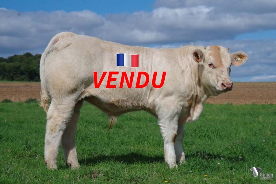 <b style="color:#FF0000">VENDU à l' EARL BELY (79 - France)</b><br /><b>T UNCRACK</b><br />Né le : 14/04/2022<br /><b>"Un très jeune NIDAMOUR sur EMPEREUR: un croisement qui laisse présager un très bel avenir pour T UNCRACK!"</b><br />"A very young NIDAMOUR / EMPEREUR: a proven cross for this promising calf!"<br /><i>"Un joven NIDAMOUR sobre EMPEREUR: ¡un cruce prometedor que presupone un T UNCRACK con un futuro muy interesante!"</i><br />"Un giovane NIDAMOUR su EMPEREUR: un incrocio molto promettente che lascia presagire un T UNCRACK dal futuro interessante!"<br /><img src="https://www.simongenetic.com/wp-content/uploads/2021/01/icon-pdf.png" /> <a class="img-wrap-spe" href="https://www.simongenetic.com/wp-content/uploads/2022/09/tuncrackfroi.pdf" target="_blank" rel="noopener">Pédigrée ici</a><br /><img src="https://www.simongenetic.com/wp-content/uploads/2021/02/icon-call.png" /> <a class="img-wrap-spe" href="https://www.simongenetic.com/contact?subject=T UNCRACK-FROIDUROT" target="_blank" rel="noopener">Je veux être contacté par Simon Genetic</a><br />