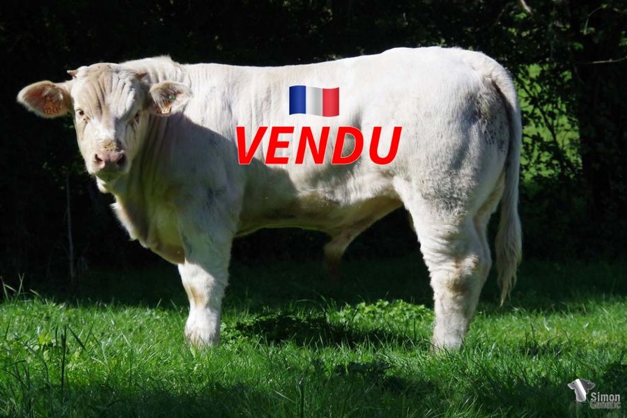 <b style="color:#FF0000">VENDU à l' EARL Du Lac (54 - France)</b><br /><b>T UN ROI</b><br />Né le : 30/12/2021<br /><b>"Un gros veau mixte très racé et suivi issu d'un tout nouveau pédigrée aux origines laitières: que des taureaux issus d'excellentes génitrices en amont!"</b><br />"A strong mixed type calf full of breed characters from a new pedigree: very milky and strong bloodlines with excellent breeder cows!"<br /><i>"Un gran ternero de tipo mixto con calidades maternas que proviene de un nuevo pedigrí: ¡linajes muy lecheros y fuertes con excelentes vacas reproductoras!"</i><br />"Un grosso vitello di tipo misto con origini che garantiscono un'alta produzione di latte: solo tori con eccellenti pedigree alle spalle!"<br /><img src="https://www.simongenetic.com/wp-content/uploads/2021/01/icon-pdf.png" /> <a class="img-wrap-spe" href="https://www.simongenetic.com/wp-content/uploads/2022/09/tunroifroi.pdf" target="_blank" rel="noopener">Pédigrée ici</a><br /><img src="https://www.simongenetic.com/wp-content/uploads/2021/02/icon-call.png" /> <a class="img-wrap-spe" href="https://www.simongenetic.com/contact?subject=T UN ROI-FROIDUROT" target="_blank" rel="noopener">Je veux être contacté par Simon Genetic</a><br />