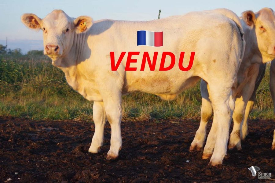 <b style="color:#FF0000">VENDUE à M. BRUNIER Romain (23 - France)</b><br />
<b>TUPTIALE</b><br />Née le : 20/02/2022<br /><b>"Une génisse sans-cornes très prometteuse issue de l'excellent NINAS!"</b><br />"A very promising polled heifer out of the huge NINAS!"<br /><i>"¡Una novilla sin cuernos muy prometedora proveniente del muy bueno NINAS!"</i><br />"Una manza senza corna molto promettente figlia di NINAS!"<br /><img src="https://www.simongenetic.com/wp-content/uploads/2021/01/icon-pdf.png" /> <a class="img-wrap-spe" href="https://www.simongenetic.com/wp-content/uploads/2022/10/tuptialelagnewped.pdf.pdf" target="_blank" rel="noopener">Pédigrée ici</a><br /><img src="https://www.simongenetic.com/wp-content/uploads/2021/02/icon-call.png" /> <a class="img-wrap-spe" href="https://www.simongenetic.com/contact?subject=TUPTIALE-LAGAUDRIERE" target="_blank" rel="noopener">Je veux être contacté par Simon Genetic</a><br />
