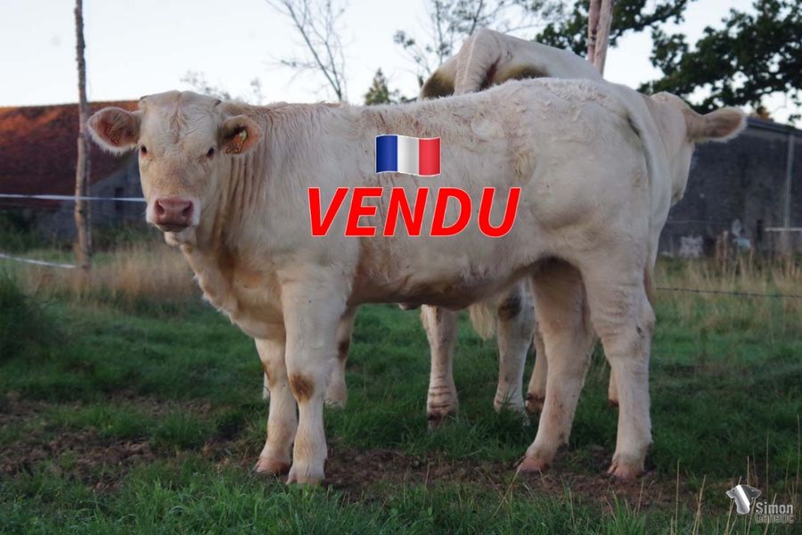 <b style="color:#FF0000">VENDU en Haute-Saone (70 - France)</b><br /><b>TYROLIENNE</b><br />Née le : 11/12/2021<br /><b>"Une jeune GOLDENGATE sur DOROTHEE en direct, une très belle opportunité!"</b><br />"A young GOLDENGATE - DOROTHEE daughter in direct line, a super opportunity!"<br /><i>"Aproveche esta hermosa oportunidad: ¡una joven hija de GOLDENGATE sobre DOROTHEE en línea directa!"</i><br />"Approfittate di questa bella opportunità: una giovane figlia di GOLDENGATE su DOROTHEE in linea diretta!"<br /><img src="https://www.simongenetic.com/wp-content/uploads/2021/01/icon-pdf.png" /> <a class="img-wrap-spe" href="https://www.simongenetic.com/wp-content/uploads/2022/09/tyrolienneman.pdf" target="_blank" rel="noopener">Pédigrée ici</a><br /><img src="https://www.simongenetic.com/wp-content/uploads/2021/02/icon-call.png" /> <a class="img-wrap-spe" href="https://www.simongenetic.com/contact?subject=TYROLIENNE-MANIERE" target="_blank" rel="noopener">Je veux être contacté par Simon Genetic</a><br />