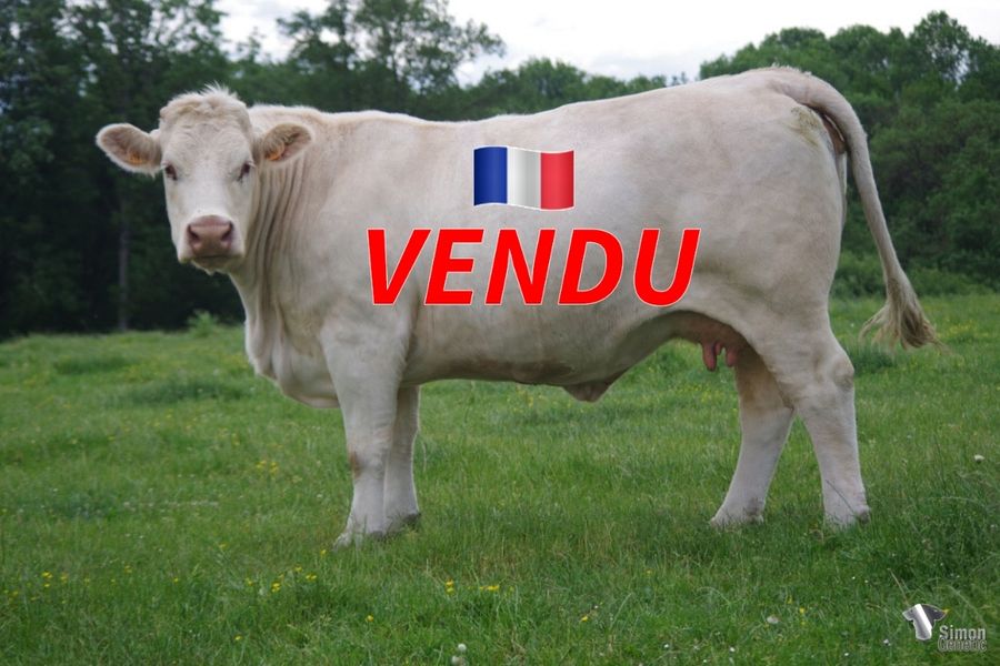 <b style="color:#FF0000">VENDUE au GAEC CHEZEAU (23 - France)</b><br /><b>JARI</b><br />Né le : 16/12/2013<br /><img src="https://www.simongenetic.com/wp-content/uploads/2021/01/icon-pdf.png" /> <a class="img-wrap-spe" href="https://www.simongenetic.com/wp-content/uploads/2022/06/jariguer.pdf" target="_blank" rel="noopener">Pédigrée ici</a><br /><img src="https://www.simongenetic.com/wp-content/uploads/2021/02/icon-call.png" /> <a class="img-wrap-spe" href="https://www.simongenetic.com/contact?subj-obj=cowllectionguerinet2022-jariguer" target="_blank" rel="noopener">Je veux être contacté par Simon Genetic</a><br />