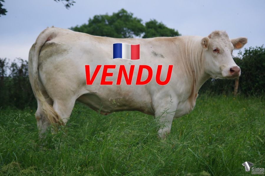 <b style="color:#FF0000">VENDUE au GAEC CHEZEAU (23 - France)</b><br /><b>MALINE</b><br />Né le : 05/03/2016<br /><img src="https://www.simongenetic.com/wp-content/uploads/2021/01/icon-pdf.png" /> <a class="img-wrap-spe" href="https://www.simongenetic.com/wp-content/uploads/2022/06/malineguer.pdf" target="_blank" rel="noopener">Pédigrée ici</a><br /><img src="https://www.simongenetic.com/wp-content/uploads/2021/02/icon-call.png" /> <a class="img-wrap-spe" href="https://www.simongenetic.com/contact?subj-obj=cowllectionguerinet2022-malineguer" target="_blank" rel="noopener">Je veux être contacté par Simon Genetic</a><br />