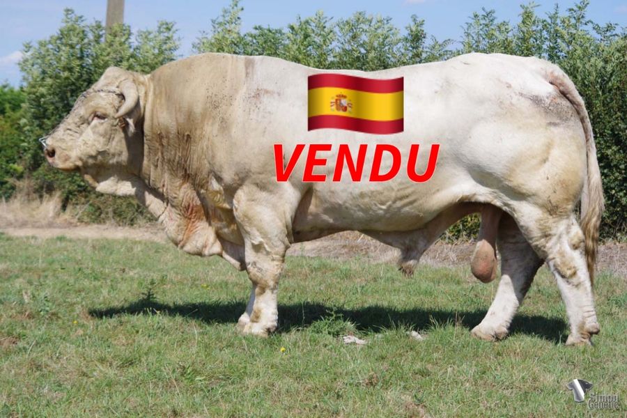 <b style="color:#FF0000">VENDU en Espagne </b><br /><b>MELOMANE</b><br />Né le : 06/12/2015<br /><img src="https://www.simongenetic.com/wp-content/uploads/2021/01/icon-pdf.png" /> <a class="img-wrap-spe" href="https://www.simongenetic.com/wp-content/uploads/2022/06/melomaneguerped.pdf" target="_blank" rel="noopener">Pédigrée ici</a><br /><img src="https://www.simongenetic.com/wp-content/uploads/2021/02/icon-call.png" /> <a class="img-wrap-spe" href="https://www.simongenetic.com/contact?subj-obj=cowllectionguerinet2022-melomane" target="_blank" rel="noopener">Je veux être contacté par Simon Genetic</a><br />