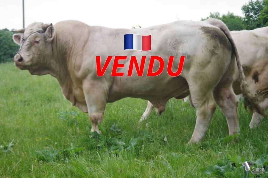 <b style="color:#FF0000">VENDU au GAEC MICAUD (03 - France)</b><br /><b>PARISBREST</b><br />Né le : 05/04/2019<br /><img src="https://www.simongenetic.com/wp-content/uploads/2021/01/icon-pdf.png" /> <a class="img-wrap-spe" href="https://www.simongenetic.com/wp-content/uploads/2022/06/parisbrestguer.pdf" target="_blank" rel="noopener">Pédigrée ici</a><br /><img src="https://www.simongenetic.com/wp-content/uploads/2021/02/icon-call.png" /> <a class="img-wrap-spe" href="https://www.simongenetic.com/contact?subj-obj=cowllectionguerinet2022-parisbrest" target="_blank" rel="noopener">Je veux être contacté par Simon Genetic</a><br />