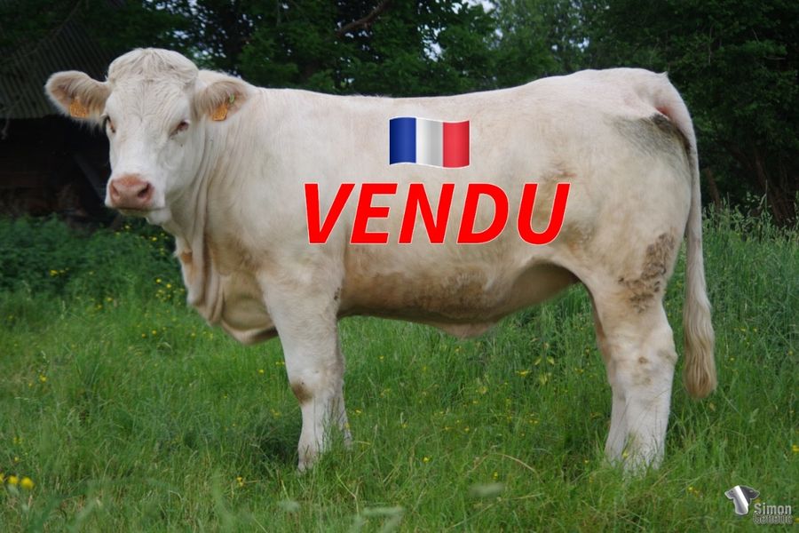 <b style="color:#FF0000">VENDUE au GAEC CHEZEAU (23 - France)</b><br /><b>RICHESSE</b><br />Né le : 19/01/2020<br /><img src="https://www.simongenetic.com/wp-content/uploads/2021/01/icon-pdf.png" /> <a class="img-wrap-spe" href="https://www.simongenetic.com/wp-content/uploads/2022/06/richesseguer.pdf" target="_blank" rel="noopener">Pédigrée ici</a><br /><img src="https://www.simongenetic.com/wp-content/uploads/2021/02/icon-call.png" /> <a class="img-wrap-spe" href="https://www.simongenetic.com/contact?subj-obj=cowllectionguerinet2022-richesseguer" target="_blank" rel="noopener">Je veux être contacté par Simon Genetic</a><br />