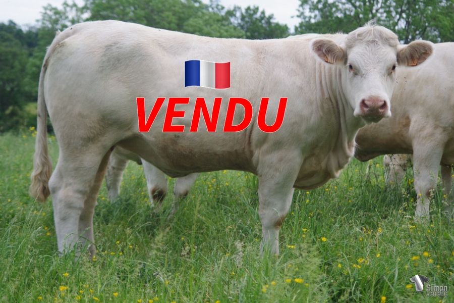 <b style="color:#FF0000">VENDUE au GAEC CHEZEAU (23 - France)</b><br /><b>RIVIERE</b><br />Né le : 28/01/2020<br /><img src="https://www.simongenetic.com/wp-content/uploads/2021/01/icon-pdf.png" /> <a class="img-wrap-spe" href="https://www.simongenetic.com/wp-content/uploads/2022/06/riviereguer.pdf" target="_blank" rel="noopener">Pédigrée ici</a><br /><img src="https://www.simongenetic.com/wp-content/uploads/2021/02/icon-call.png" /> <a class="img-wrap-spe" href="https://www.simongenetic.com/contact?subj-obj=cowllectionguerinet2022-riviereguer" target="_blank" rel="noopener">Je veux être contacté par Simon Genetic</a><br />