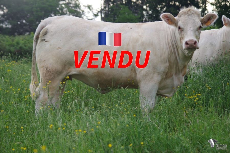 <b style="color:#FF0000">VENDUE au GAEC CHEZEAU (23 - France)</b><br /><b>RUSTY</b><br />Né le : 16/12/2019<br /><img src="https://www.simongenetic.com/wp-content/uploads/2021/01/icon-pdf.png" /> <a class="img-wrap-spe" href="https://www.simongenetic.com/wp-content/uploads/2022/06/rustyguer.pdf" target="_blank" rel="noopener">Pédigrée ici</a><br /><img src="https://www.simongenetic.com/wp-content/uploads/2021/02/icon-call.png" /> <a class="img-wrap-spe" href="https://www.simongenetic.com/contact?subj-obj=cowllectionguerinet2022-rustyguer" target="_blank" rel="noopener">Je veux être contacté par Simon Genetic</a><br />