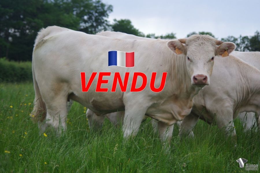 <b style="color:#FF0000">VENDUE à M. COUPE Pierre-Alain (53 - France)</b><br /><b>SHYM</b><br />Né le : 23/12/2020<br /><img src="https://www.simongenetic.com/wp-content/uploads/2021/01/icon-pdf.png" /> <a class="img-wrap-spe" href="https://www.simongenetic.com/wp-content/uploads/2022/06/shymguer.pdf" target="_blank" rel="noopener">Pédigrée ici</a><br /><img src="https://www.simongenetic.com/wp-content/uploads/2021/02/icon-call.png" /> <a class="img-wrap-spe" href="https://www.simongenetic.com/contact?subj-obj=cowllectionguerinet2022-shymguer" target="_blank" rel="noopener">Je veux être contacté par Simon Genetic</a><br />