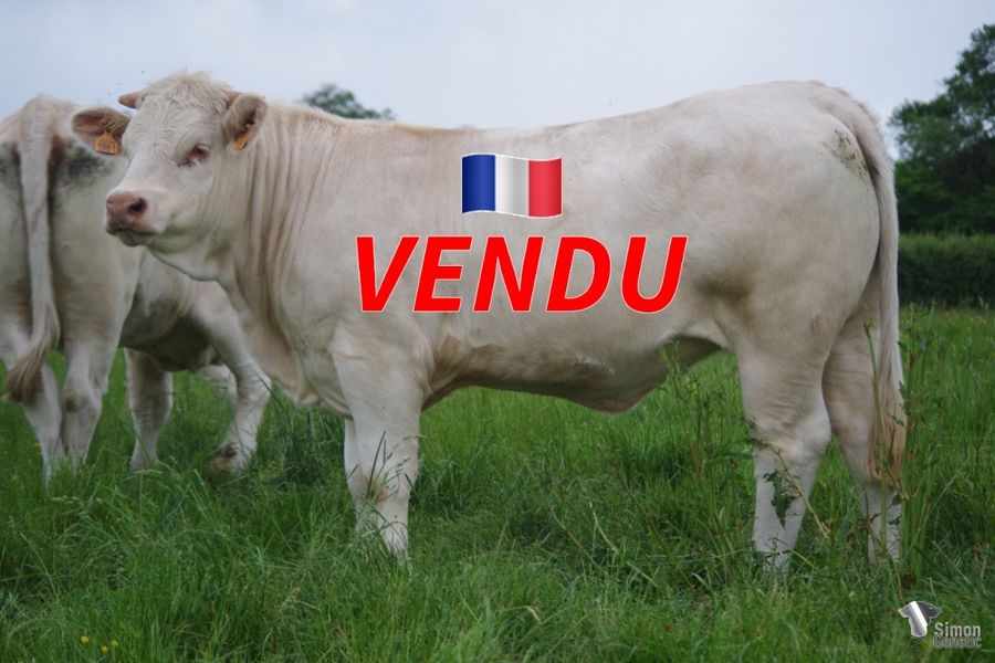 <b style="color:#FF0000">VENDUE à M. COUPE Pierre-Alain (53 - France)</b><br /><b>SIRI</b><br />Né le : 12/12/2020<br /><img src="https://www.simongenetic.com/wp-content/uploads/2021/01/icon-pdf.png" /> <a class="img-wrap-spe" href="https://www.simongenetic.com/wp-content/uploads/2022/06/siriguer.pdf" target="_blank" rel="noopener">Pédigrée ici</a><br /><img src="https://www.simongenetic.com/wp-content/uploads/2021/02/icon-call.png" /> <a class="img-wrap-spe" href="https://www.simongenetic.com/contact?subj-obj=cowllectionguerinet2022-siriguer" target="_blank" rel="noopener">Je veux être contacté par Simon Genetic</a><br />