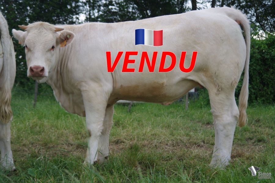<b style="color:#FF0000">VENDUE à M. COUPE Pierre-Alain (53 - France)</b><br /><b>SOFIA</b><br />Né le : 01/02/2021<br /><img src="https://www.simongenetic.com/wp-content/uploads/2021/01/icon-pdf.png" /> <a class="img-wrap-spe" href="https://www.simongenetic.com/wp-content/uploads/2022/06/sofiaguer.pdf" target="_blank" rel="noopener">Pédigrée ici</a><br /><img src="https://www.simongenetic.com/wp-content/uploads/2021/02/icon-call.png" /> <a class="img-wrap-spe" href="https://www.simongenetic.com/contact?subj-obj=cowllectionguerinet2022-sofiaguer" target="_blank" rel="noopener">Je veux être contacté par Simon Genetic</a><br />