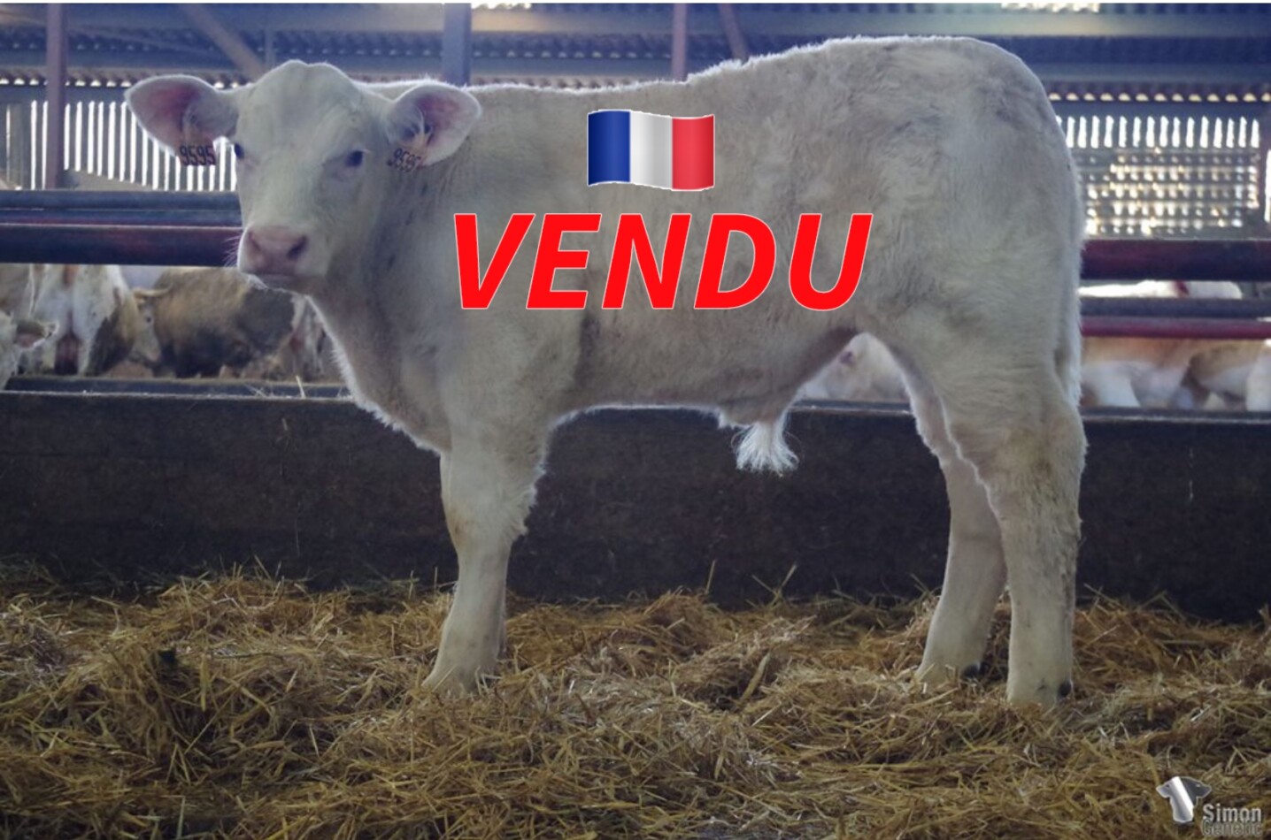 <b style="color:#FF0000">VENDU dans la Sarthe (72 - France)</b><br /><b>TROPIQUE</b><br />Né le : 23/12/2021<br /><b>"Un veau très complet qui présente une belle étendue à l'image de son père NEWLOOK ! "</b><br />"A very complete and long calf just like his father NEWLOOK!"<br /><i>"¡Un ternero muy completo con una hermosa longitud a la imagen de su padre NEWLOOK! "</i><br /><img src="https://www.simongenetic.com/wp-content/uploads/2021/01/icon-pdf.png" /> <a class="img-wrap-spe" href="https://www.simongenetic.com/wp-content/uploads/2022/02/tropiquerich.pdf" target="_blank" rel="noopener">Pédigrée ici</a><br /><img src="https://www.simongenetic.com/wp-content/uploads/2021/02/icon-call.png" /> <a class="img-wrap-spe" href="https://www.simongenetic.com/contact?subj-obj=gaecrichard2022-tropiquerich" target="_blank" rel="noopener">Je veux être contacté par Simon Genetic</a><br />